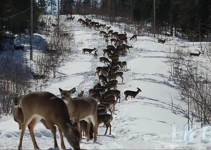 לינה וארוחת בוקר Leena's *